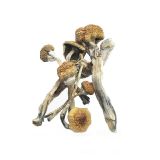 Huatlua-Mushrooms