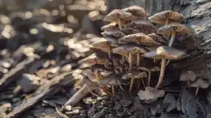 Most Potent Shrooms in 2024 Potency, Effects and Uses